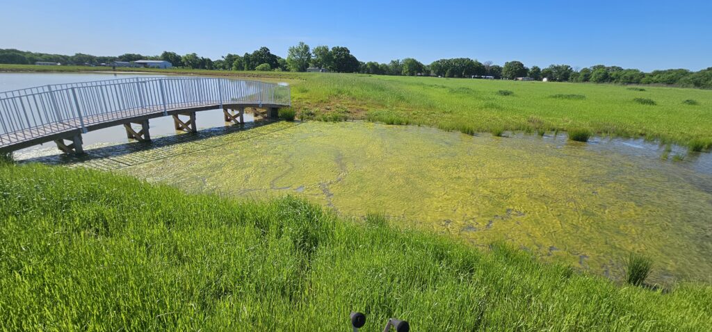 Pond cleaning natural debris East Texas