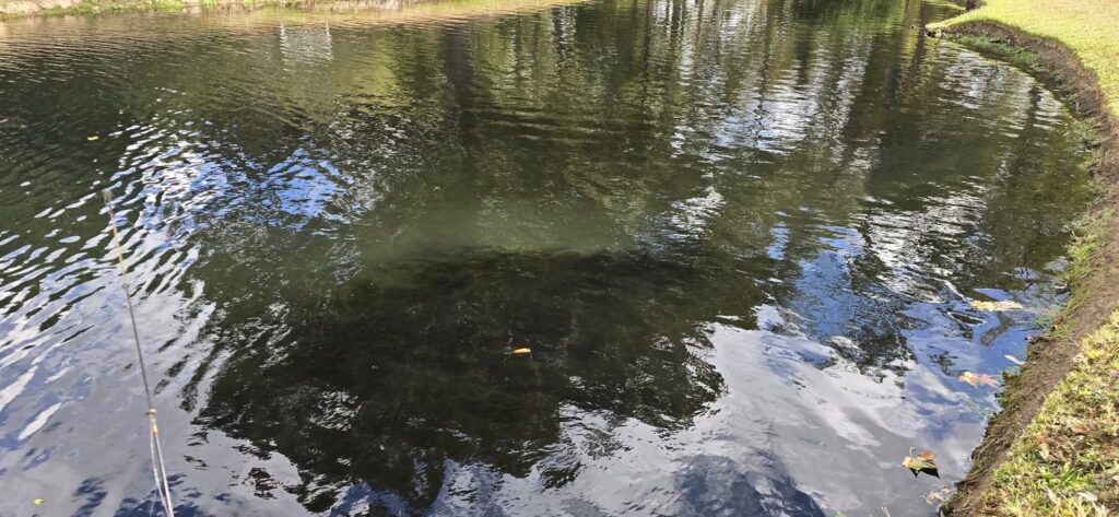Rural pond cleaning East Texas