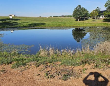 Overgrown shoreline vegetation blocking pond access