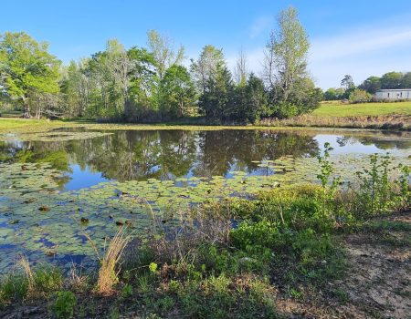 Clean residential pond with restored water clarity and green shoreline
