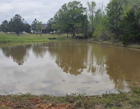 Dense aquatic vegetation growing along pond shoreline edge