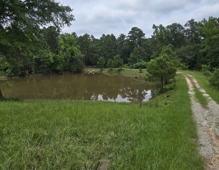 Grassy bank along a brown-water pond surrounded by tall trees under cloudy skies