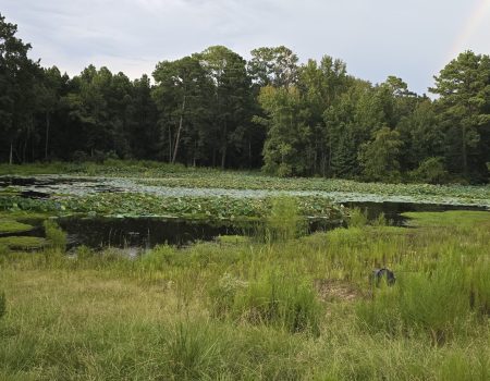 Invasive aquatic plants growing along pond bank
