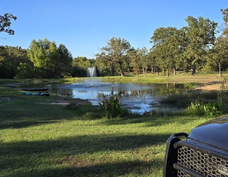 Sunny pond scene with green lawn, trees, and a small fountain in the distance